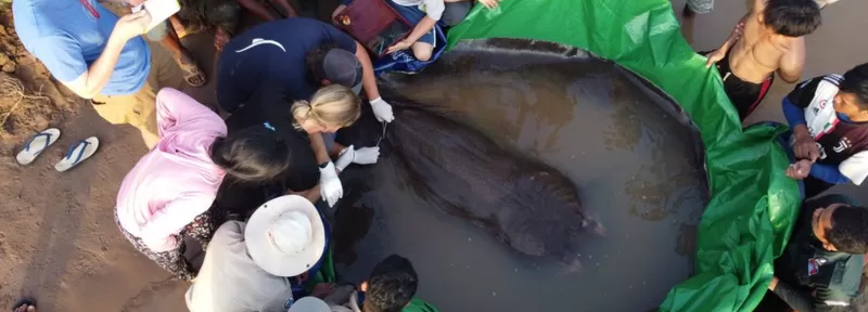 Encontraron el pez de agua dulce más grande del mundo: una raya de 300 kilos