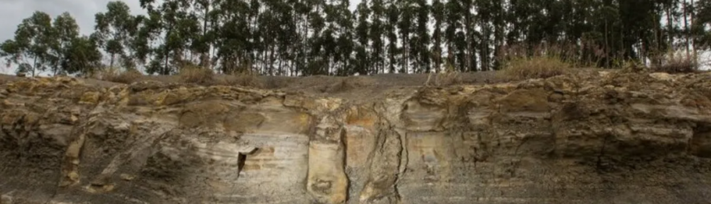 Descubrieron un asombroso bosque fosilizado que estuvo oculto por 290 millones de años