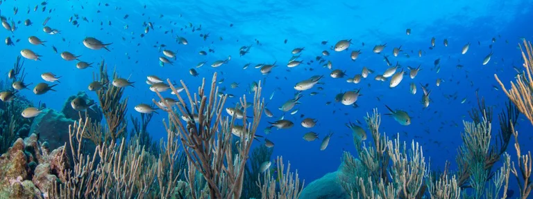 Biodiversidad marina: se decide el futuro de los océanos
