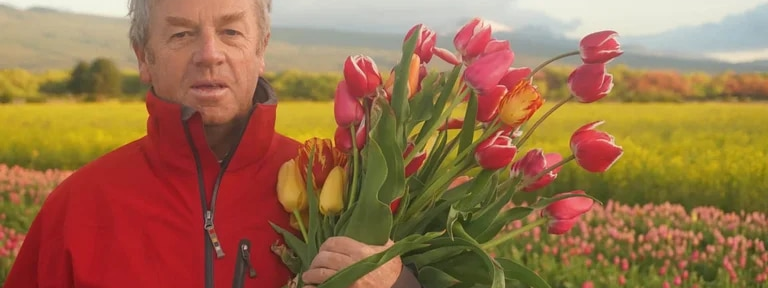 El campo de tulipanes de Trevelin, la increíble explosión de colores que dura sólo un mes al año