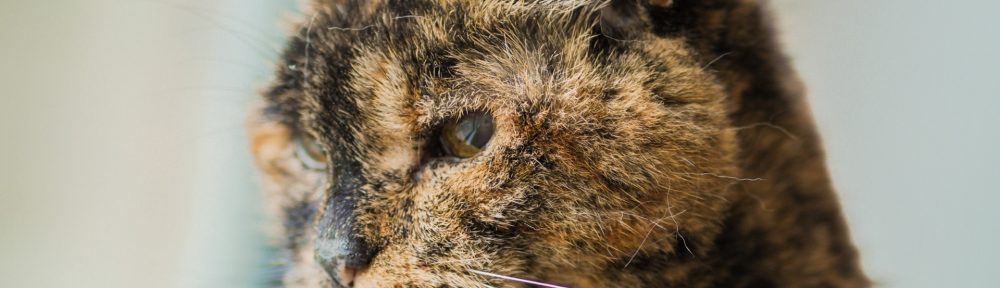 Flossie de 26 años es el gato más viejo del mundo