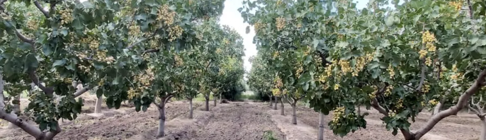 El “oro verde” que explota por sus sorprendentes propiedades para la salud y contra el estrés