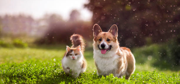 Ola de calor: cómo cuidar a perros y gatos de las altas temperaturas