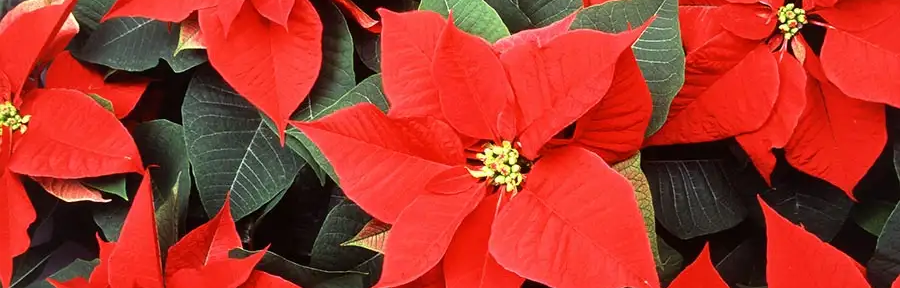 El origen de la poinsettia, la flor de Navidad más usada en el mundo