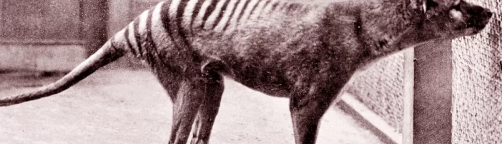 Hallaron los restos del último tigre de Tasmania perdidos hace más de 80 años: estaban en el armario de un museo