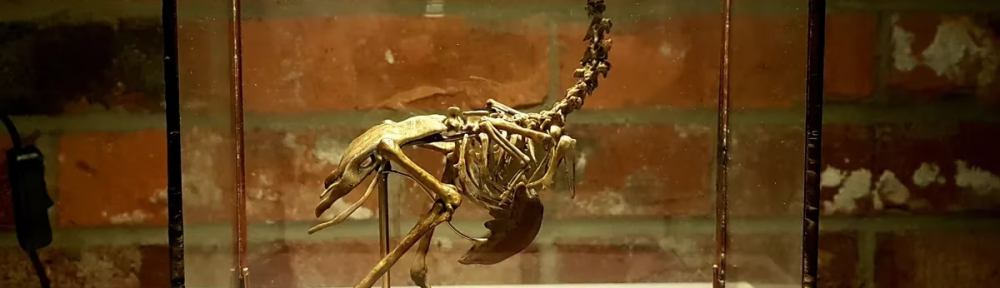 Un grupo de científicos quiere “revivir” al dodo, un ave extinta desde el siglo XVII