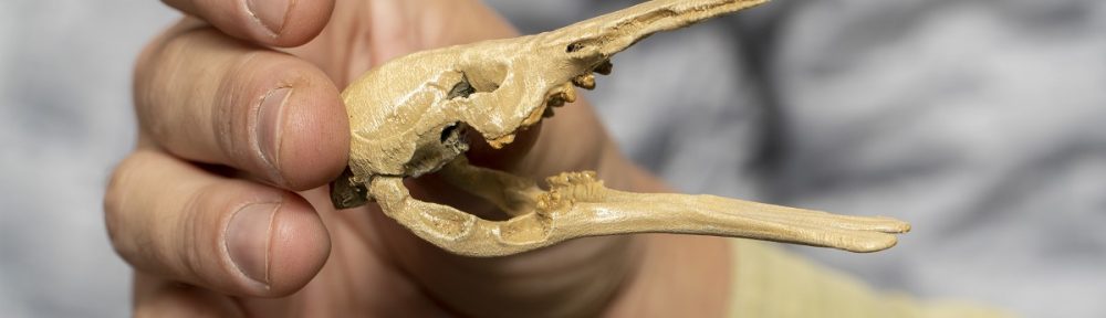 Hallaron en Santa Cruz restos del ornitorrinco más antiguo del que se tenga registro en el mundo
