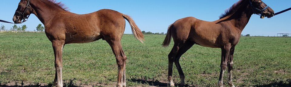 Clonaron un caballo y salió yegua