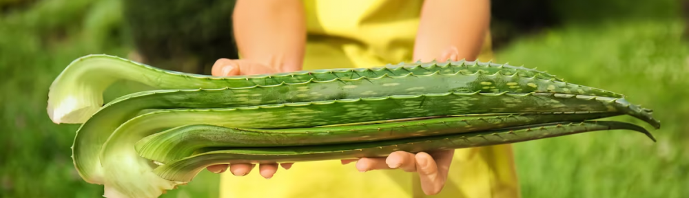 Aloe vera: apodada “la planta de la inmortalidad” funciona como un medicamento natural, rejuvenece la piel y desinflama