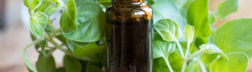 Orégano: el aceite natural que ayuda a equilibrar el metabolismo y tiene propiedades terapeúticas
