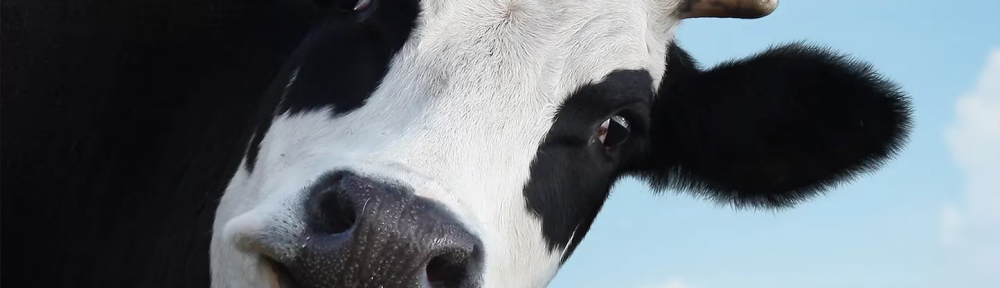 “Hacer una vaquita”, de “Bueyes Perdidos”, “Papas fritas a caballo” y el porqué de estas frases con animales protagonistas