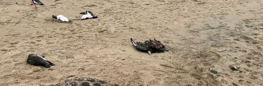 Hallaron 5000 animales muertos en las costas de Uruguay: pingüinos, tortugas, lobos marinos y hasta delfines