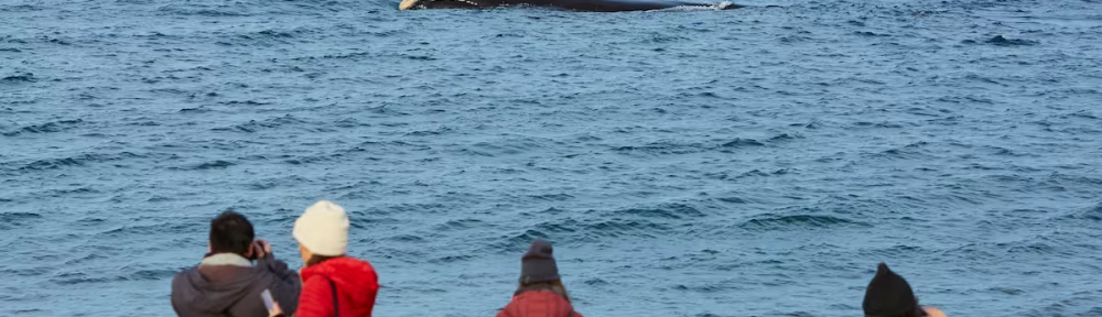 Patagonia: la playa para ver ballenas de manera gratuita y una imperdible excursión para vencer el miedo