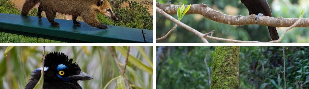 Un Argentino en la Triple Frontera: Parque Nacional Iguazú: Flora y Fauna con especies en extinción