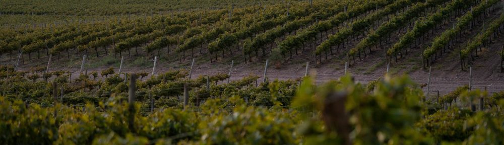 5 datos sobre la Pinot Noir: el orgullo de la Patagonia Argentina