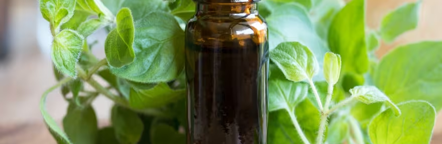Orégano: el aceite natural que ayuda a equilibrar el metabolismo