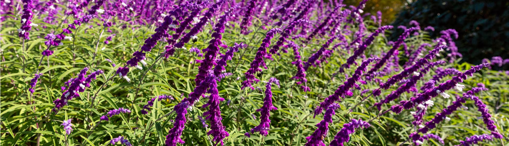 Seis plantas que amamos porque florecen una y otra vez