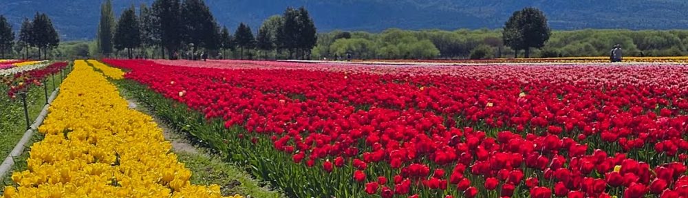 “Se llenan los hoteles”: el pueblo patagónico que se convirtió en un boom turístico gracias a una particular flor