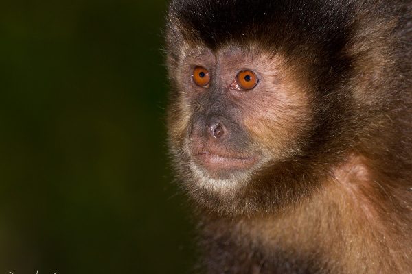 Un argentino en la Triple Frontera: Mono Caí o Capuchino