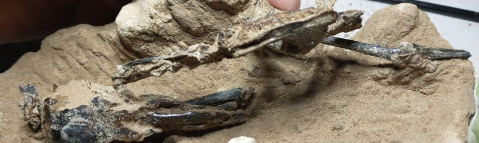 Hallaron en San Pedro los restos fósiles de un pájaro carpintero que vivió hace 200 mil años