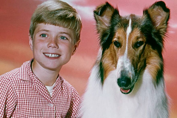 Lassie: la decepcionante verdad detrás de la famosa perra que dominó el mundo del entrenamiento durante más de dos décadas