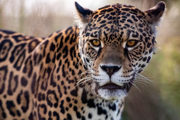 “Una locura”: el hallazgo que emocionó a los ambientalistas del Parque Nacional Iberá