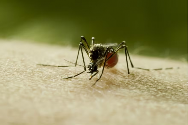 Cómo ahuyentar definitivamente a los mosquitos