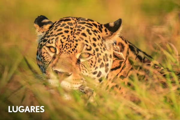 ¿Sabés cuáles son los animales declarados “monumentos naturales” y por qué?