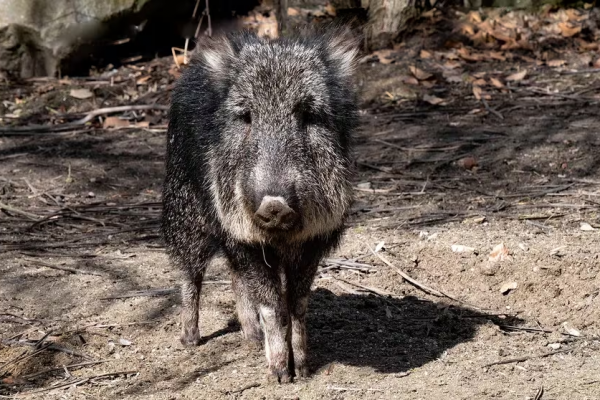 Fue un fósil durante 50 años: así redescubrieron a un animal que se creía extinto en la Argentina