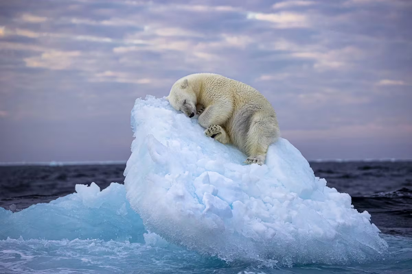La imagen de un oso polar sobre una cama de iceberg, la foto más destacada en la naturaleza
