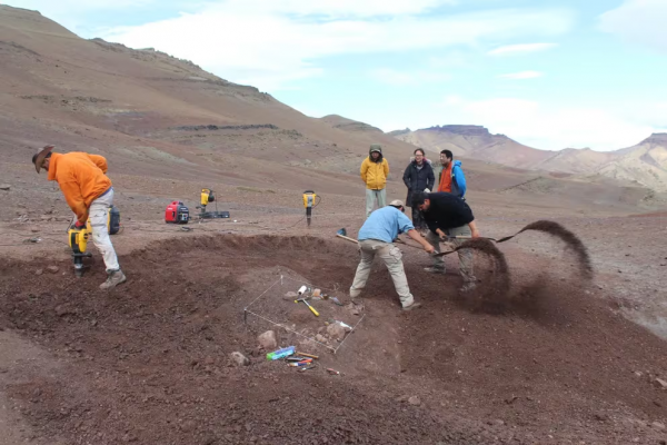 Hallazgo histórico: descubrieron en la Patagonia el mamífero más grande que convivió con los dinosaurios