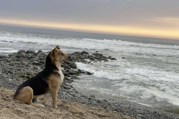 La emotiva historia de Vaguito, el perro que espera a su dueño frente al mar y tendrá su propia película