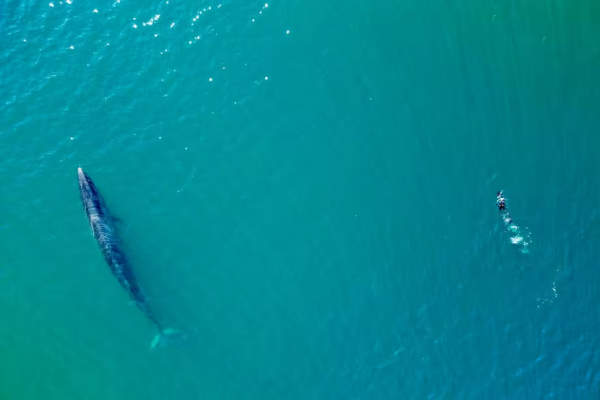 “Es una explosión”: el inesperado regreso al mar patagónico de la ballena sei, desaparecida desde 1929