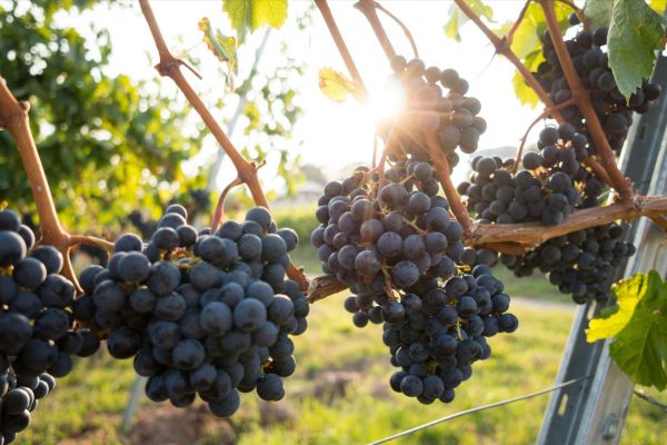 Para celebrar el Día Mundial del Malbec: 4 vinos disruptivos y una feria para descubrir toda su diversidad