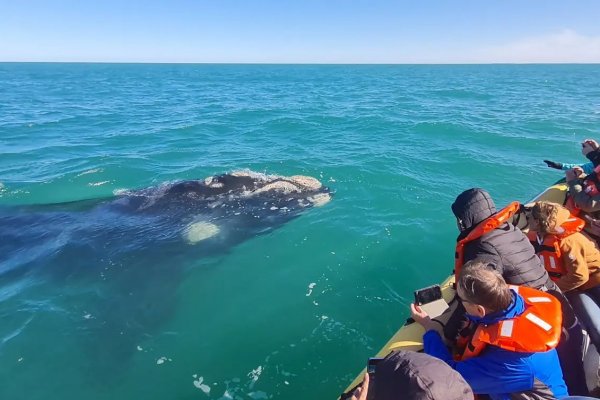Empezó la temporada de ballenas en Las Grutas