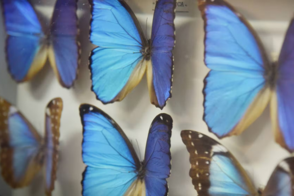 El impresionante museo bonaerense que reúne 70 mil mariposas de cinco continentes