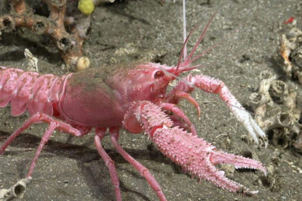Más de 40 nuevas especies y un éxito en divulgación: los dos primeros resultados de la expedición que investigó el fondo del mar