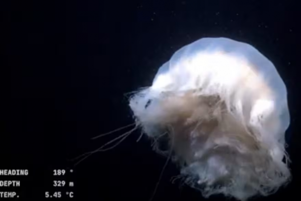 Expedición en el Mar Argentino: así se ve la fascinante vida submarina a 300 metros de profundidad