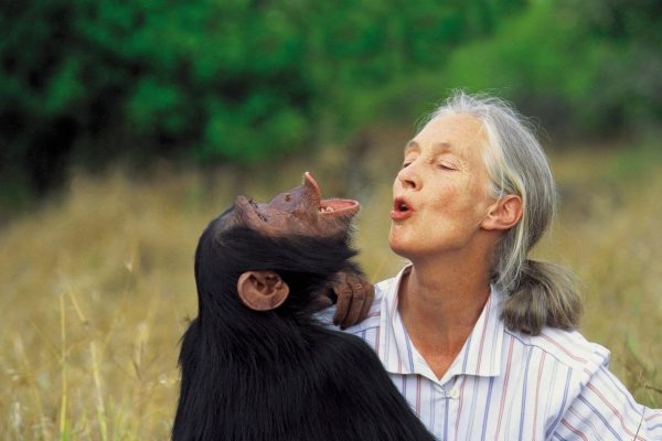 Murió Jane Goodall, la reconocida defensora de los derechos de los animales