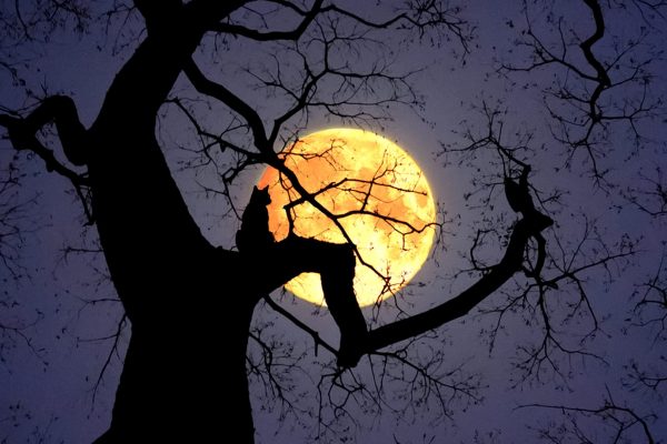 Se apreció esta madrugada la Luna llena del Cazador