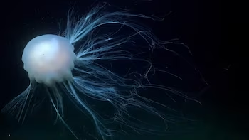El beso de la mantarraya y la anémona en pijama: los sorprendentes hallazgos de la expedición submarina en la Patagonia
