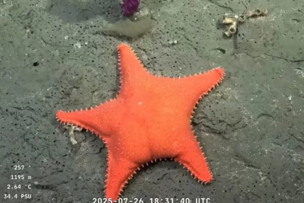 Vuelve el streaming del CONICET bajo el mar: cuándo y por qué no podés perdértelo