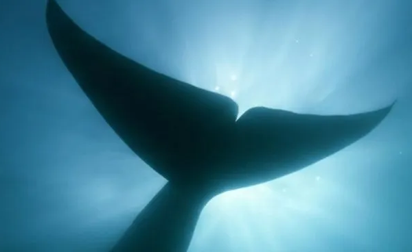 Estrenaron en el CONICET un documental sobre la llegada masiva de ballenas Sei al Golfo San Jorge
