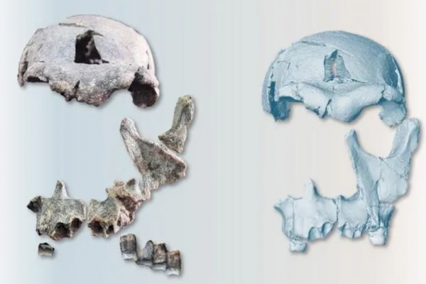 Reconstruyeron el rostro de un Homo erectus de 1,5 millones de años: qué reveló sobre la evolución humana