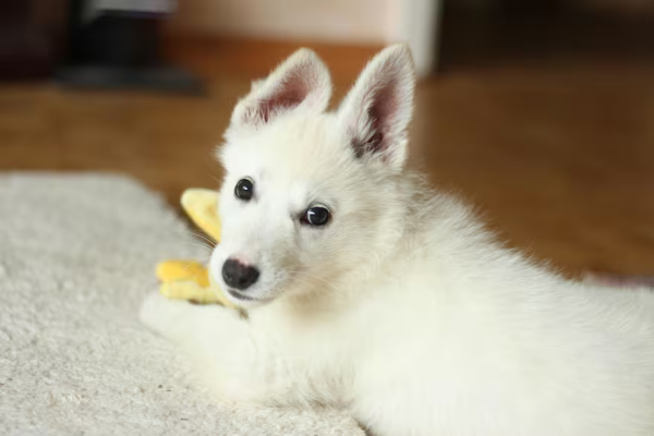 Qué cuidados hay que tener para proteger a tu mascota frente a la pirotecnia de Navidad y Año Nuevo