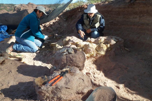 Científicos del Conicet descubrieron un dinosaurio gigante en Neuquén: medía entre 10 y 12 metros de largo