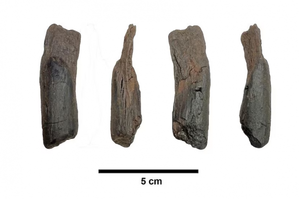 Descubren en Grecia las herramientas de madera más antiguas del mundo: fueron utilizadas por los humanos hace 430.000 años