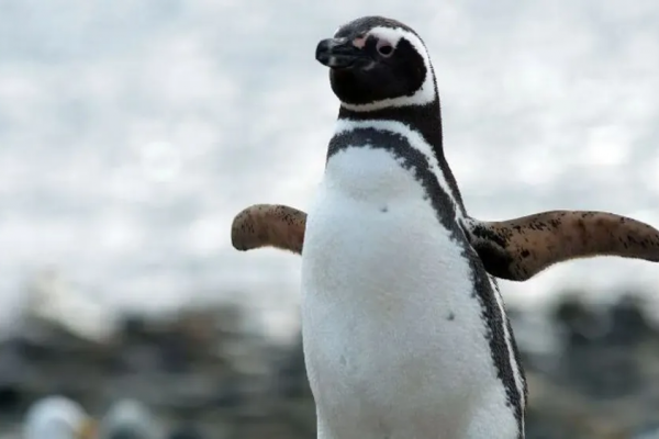 El Conicet realiza un nuevo streaming para observar colonias de pingüinos de Magallanes: cómo verlo en vivo