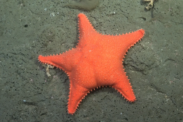 La Provincia inaugura en Mar del Plata la muestra Vidas Submarinas