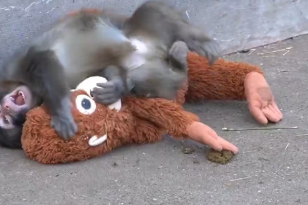 Japón: la historia de Punch, el mono bebé del zoológico que lleva a su peluche por todos lados